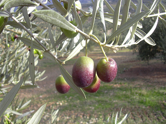 Oliven der Sorte Hojiblanca www.olivenwerkstatt.com